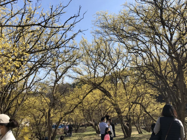 이천 산수유 마을 돌담길 주변에 산수유가 나무에 핀 사진